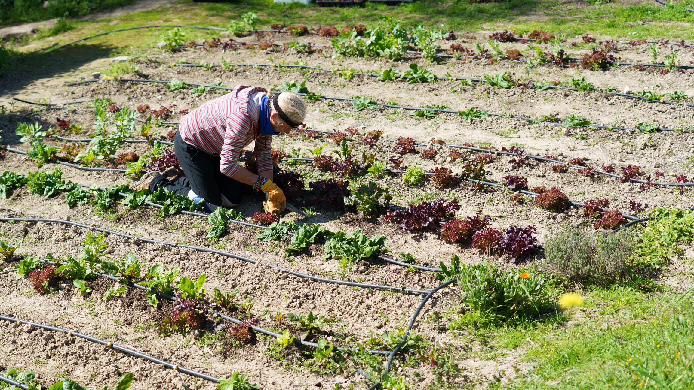 Introducción a la Agricultura Ecológica